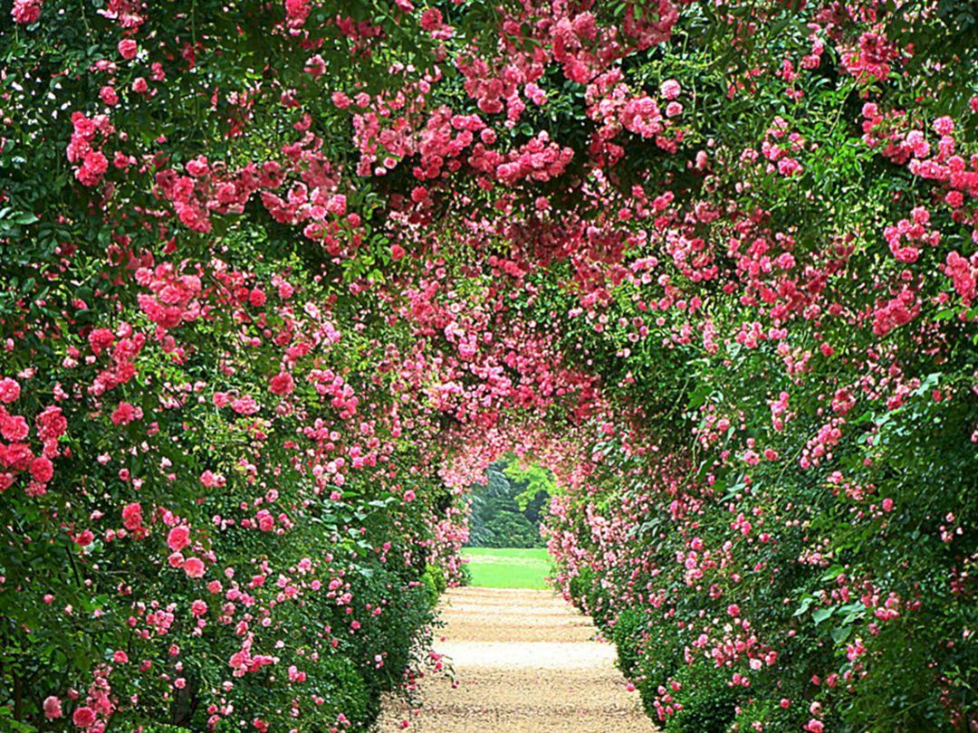 Garden Background