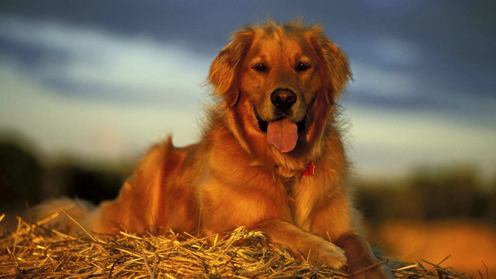 Golden Retriever Backgrounds