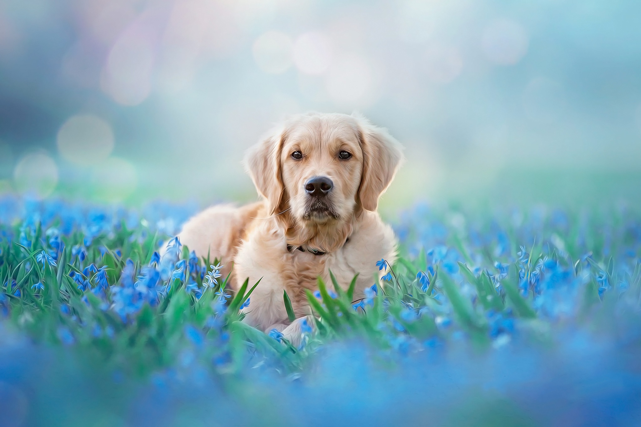 Golden Retriever Backgrounds