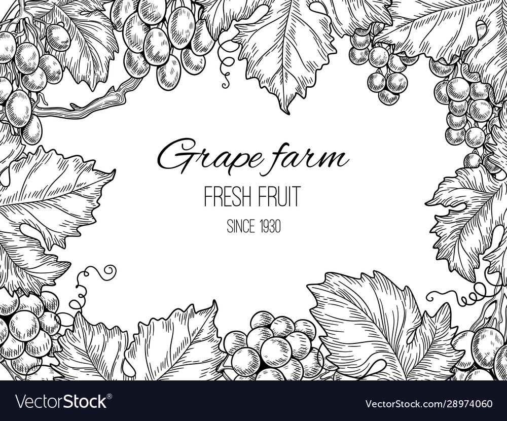 Grape Vineyard Background