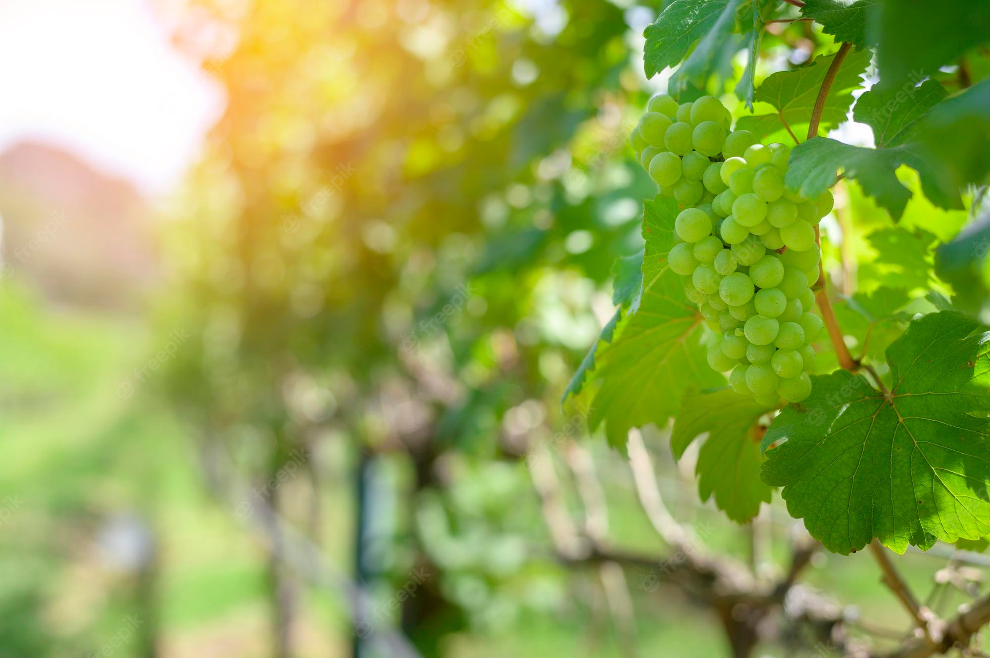 Grape Vineyard Background