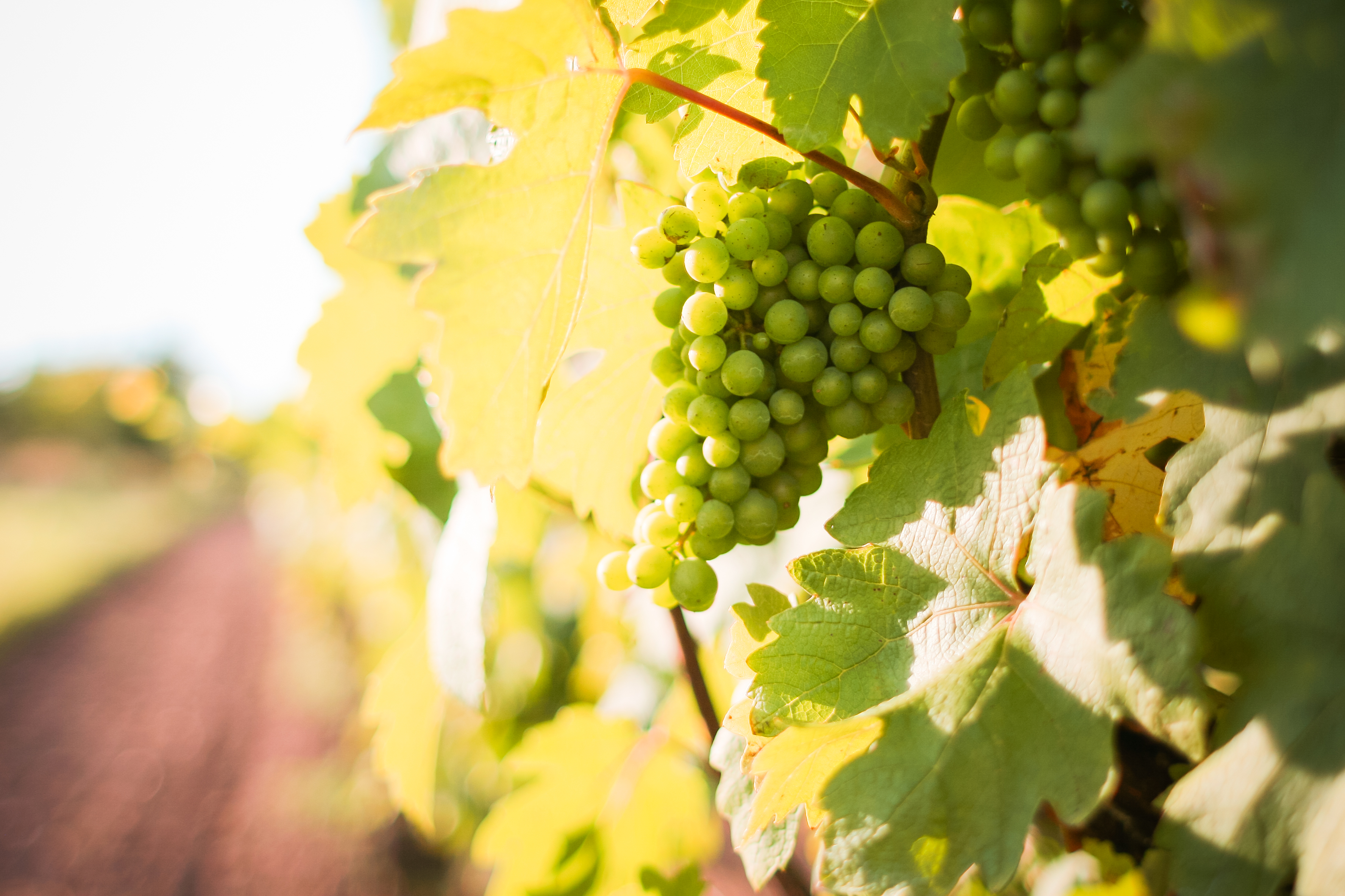 Grape Vineyard Background