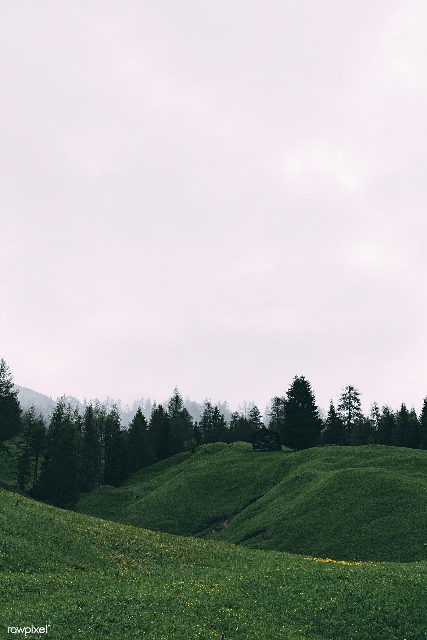 Grassy Field Background