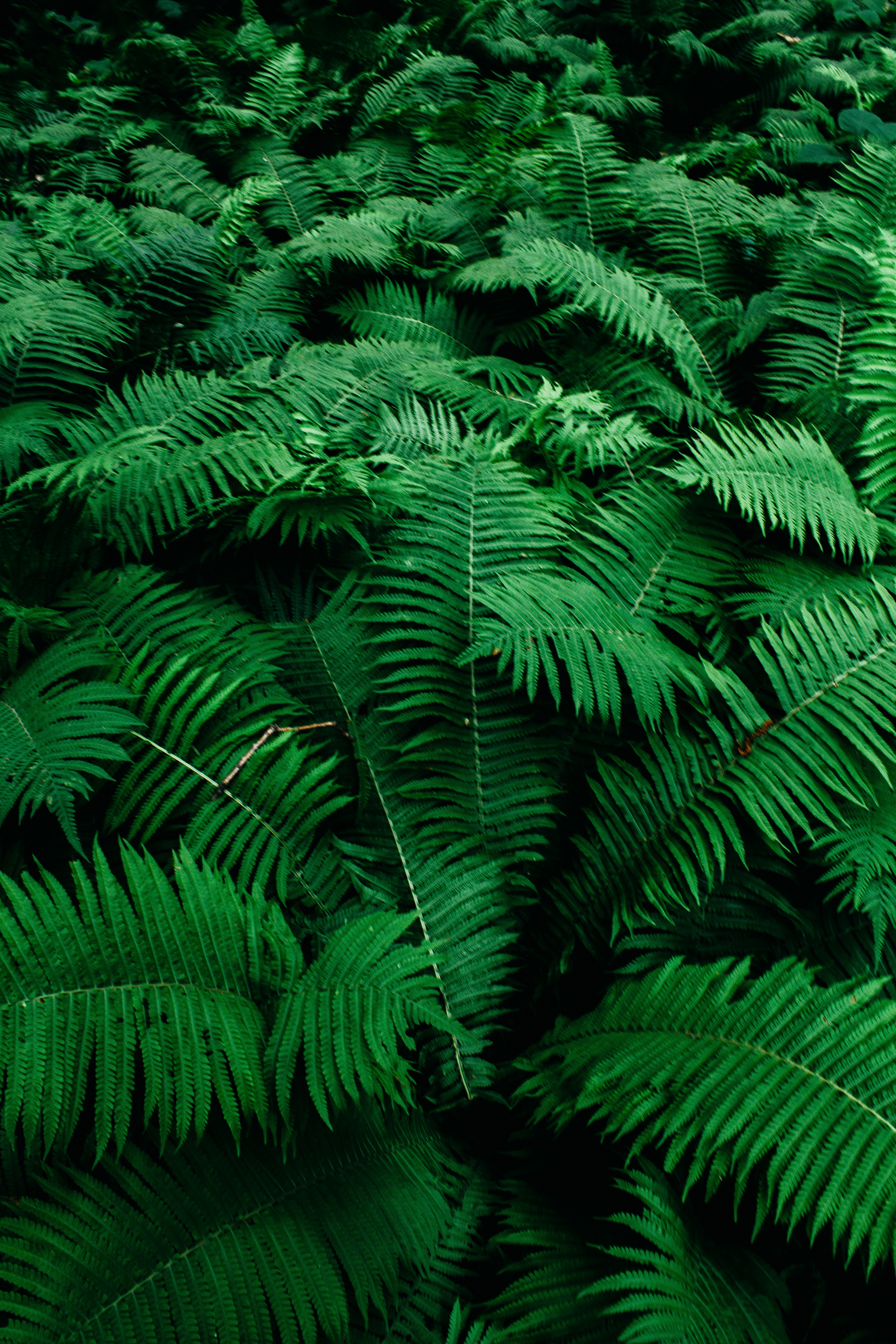 Green Plants Background