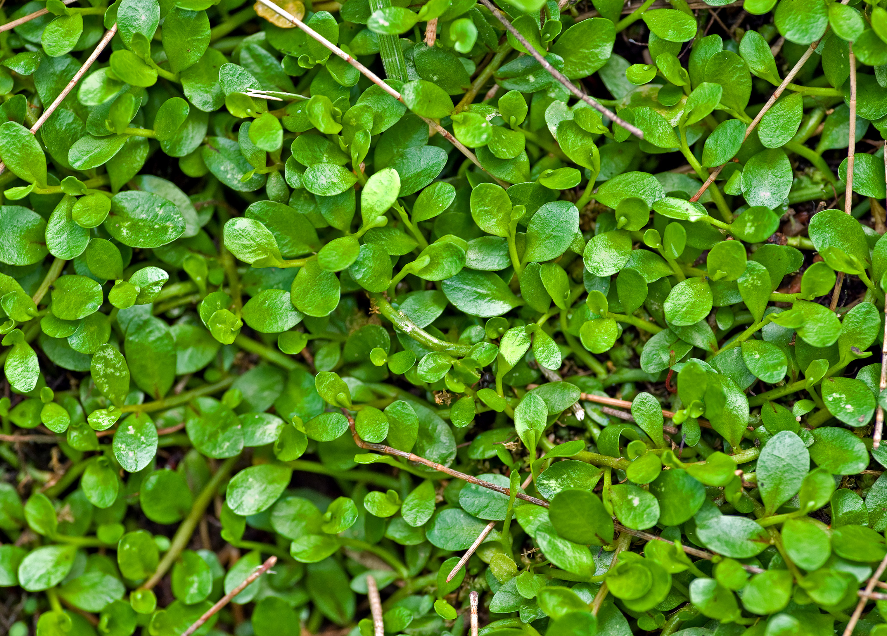 Green Plants Background