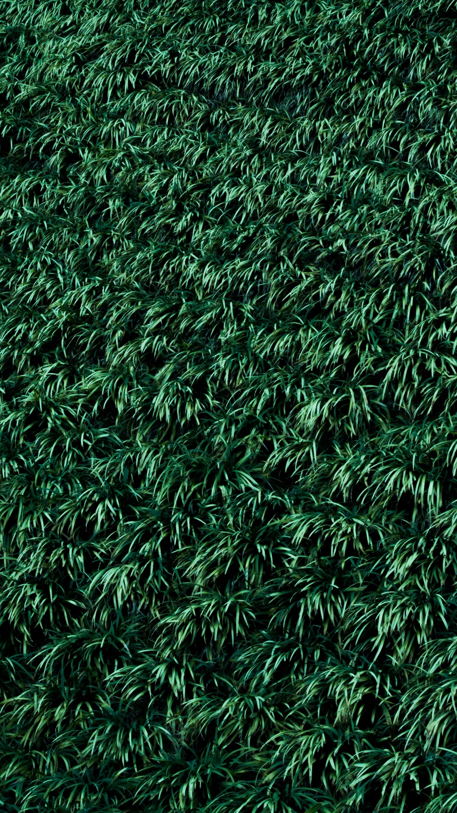 Greenery Background Iphone