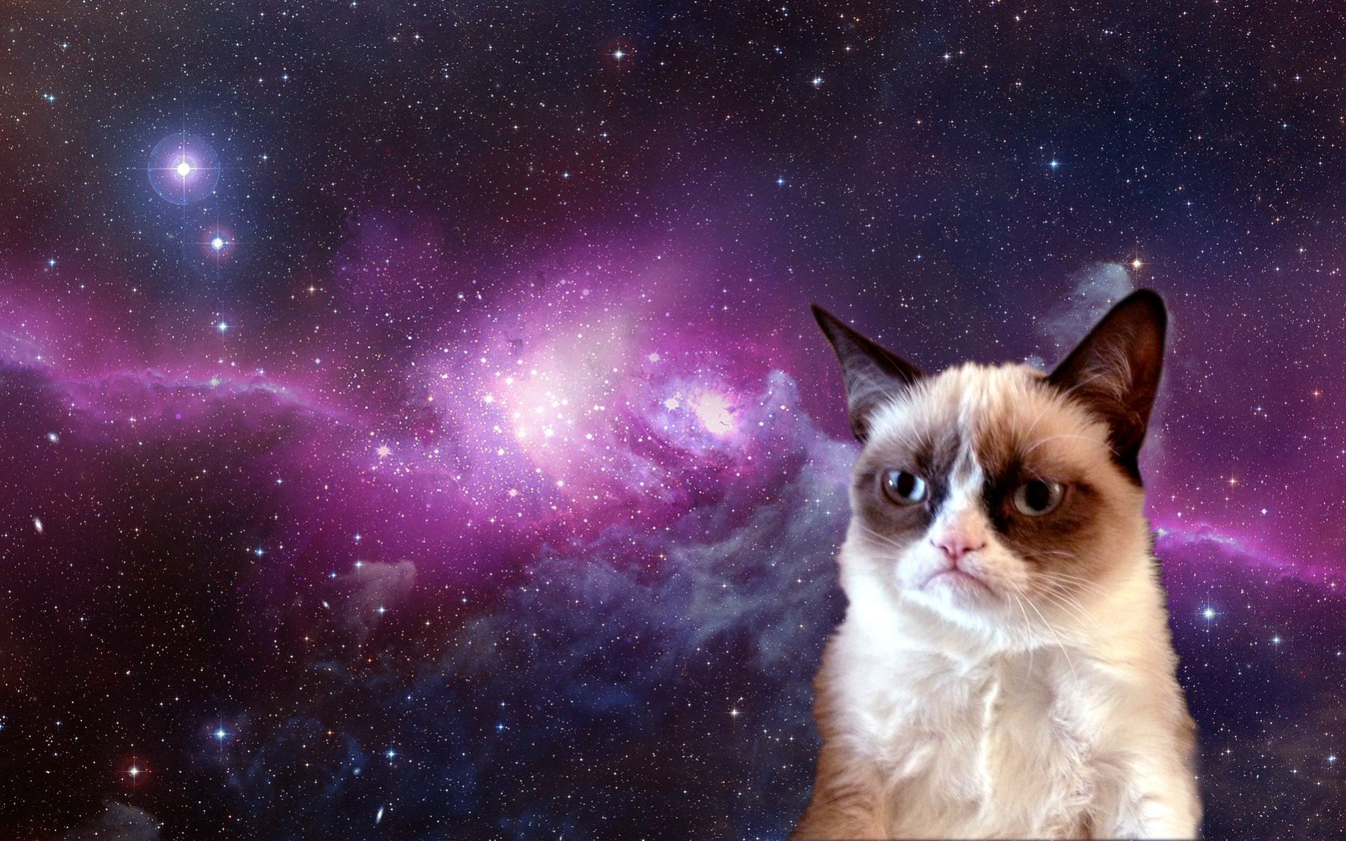 Grumpy Cat Desktop Background