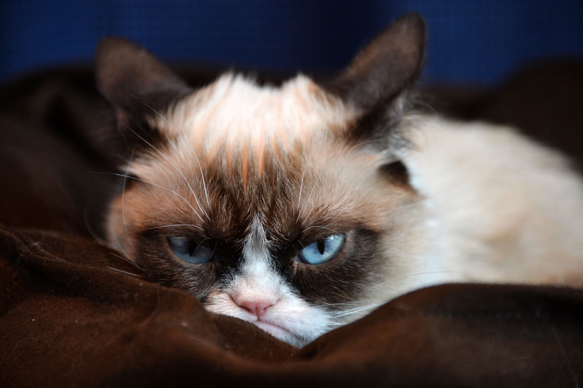 Grumpy Cat Desktop Background