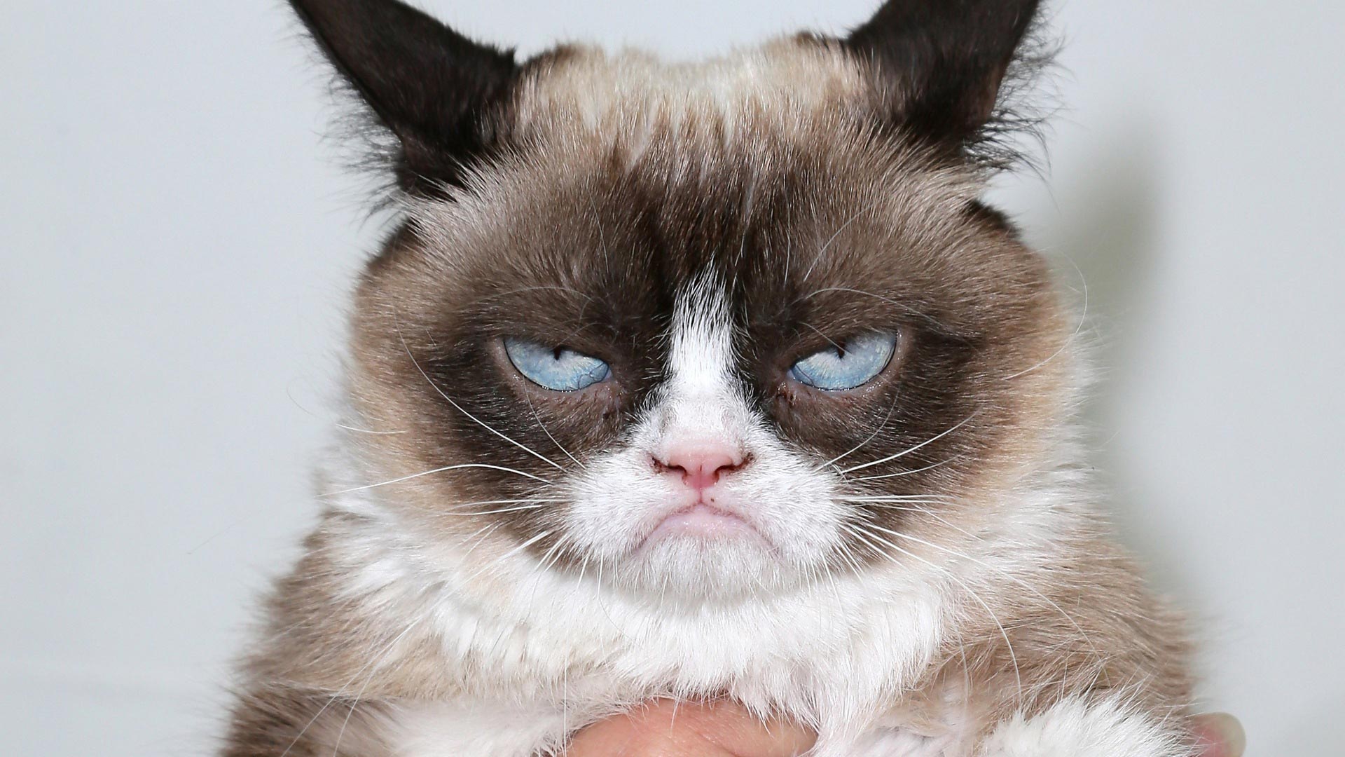 Grumpy Cat Desktop Background