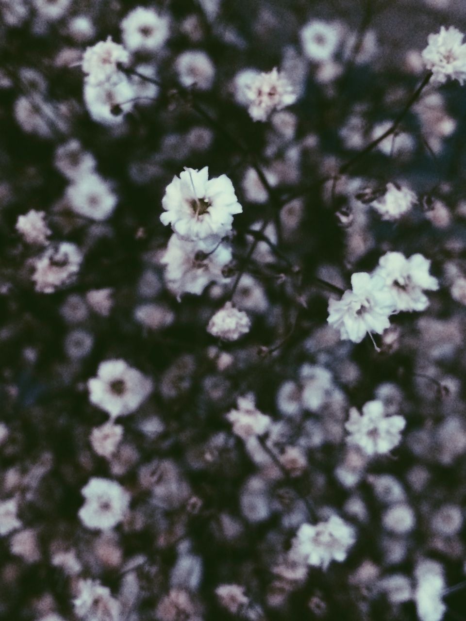 Grunge Flower Background Tumblr