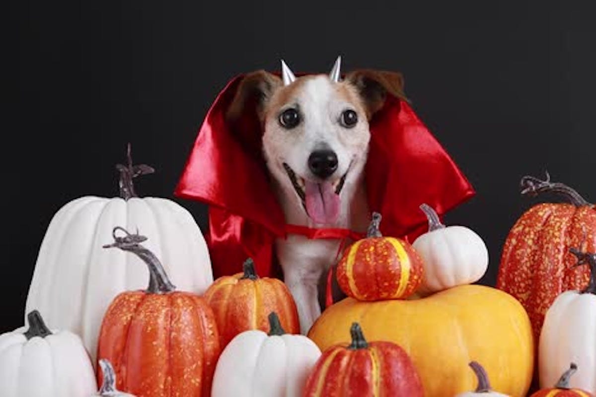 Halloween Dog Background