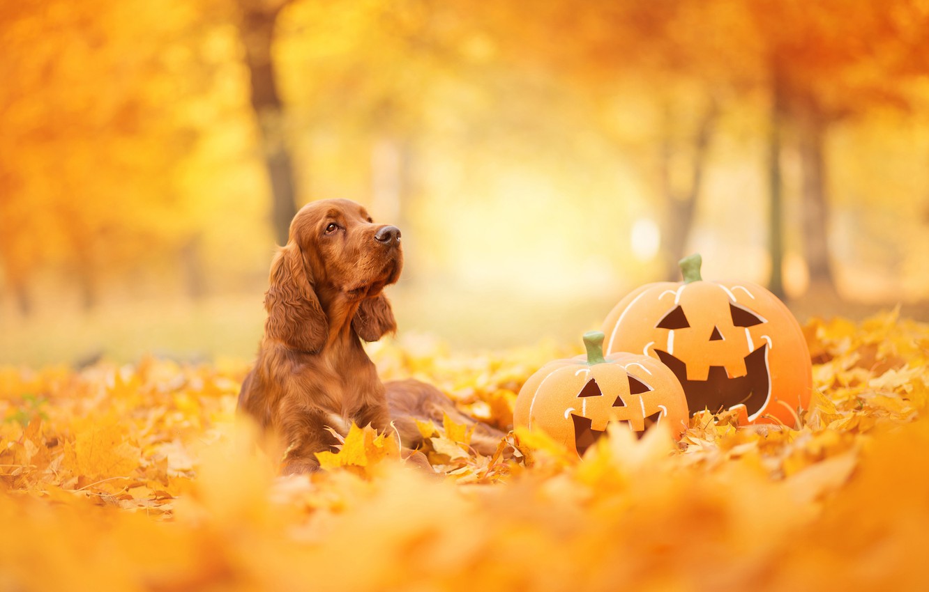 Halloween Dog Background