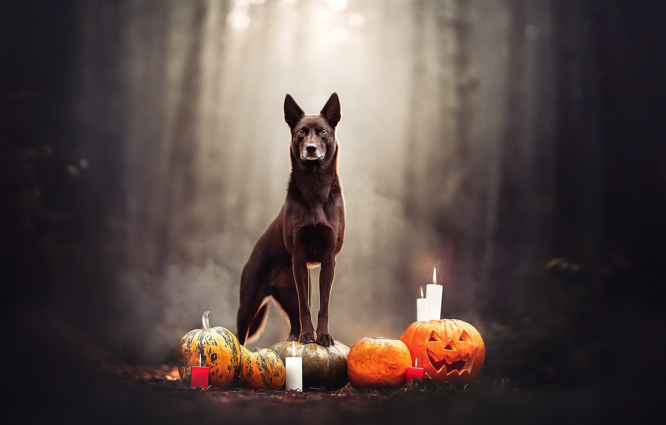 Halloween Dog Background