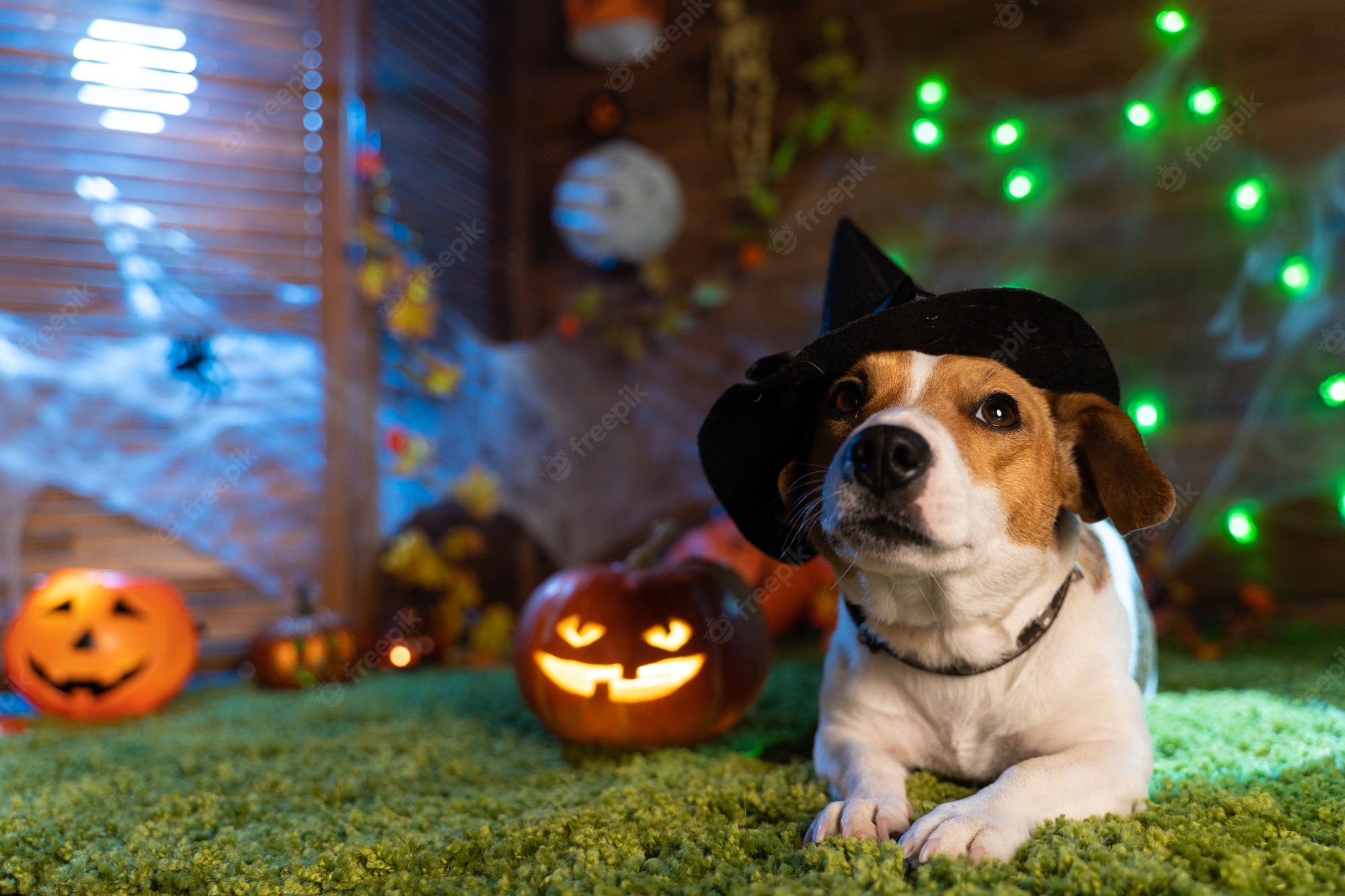 Halloween Dog Background