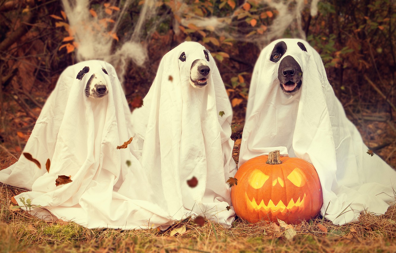 Halloween Dog Background