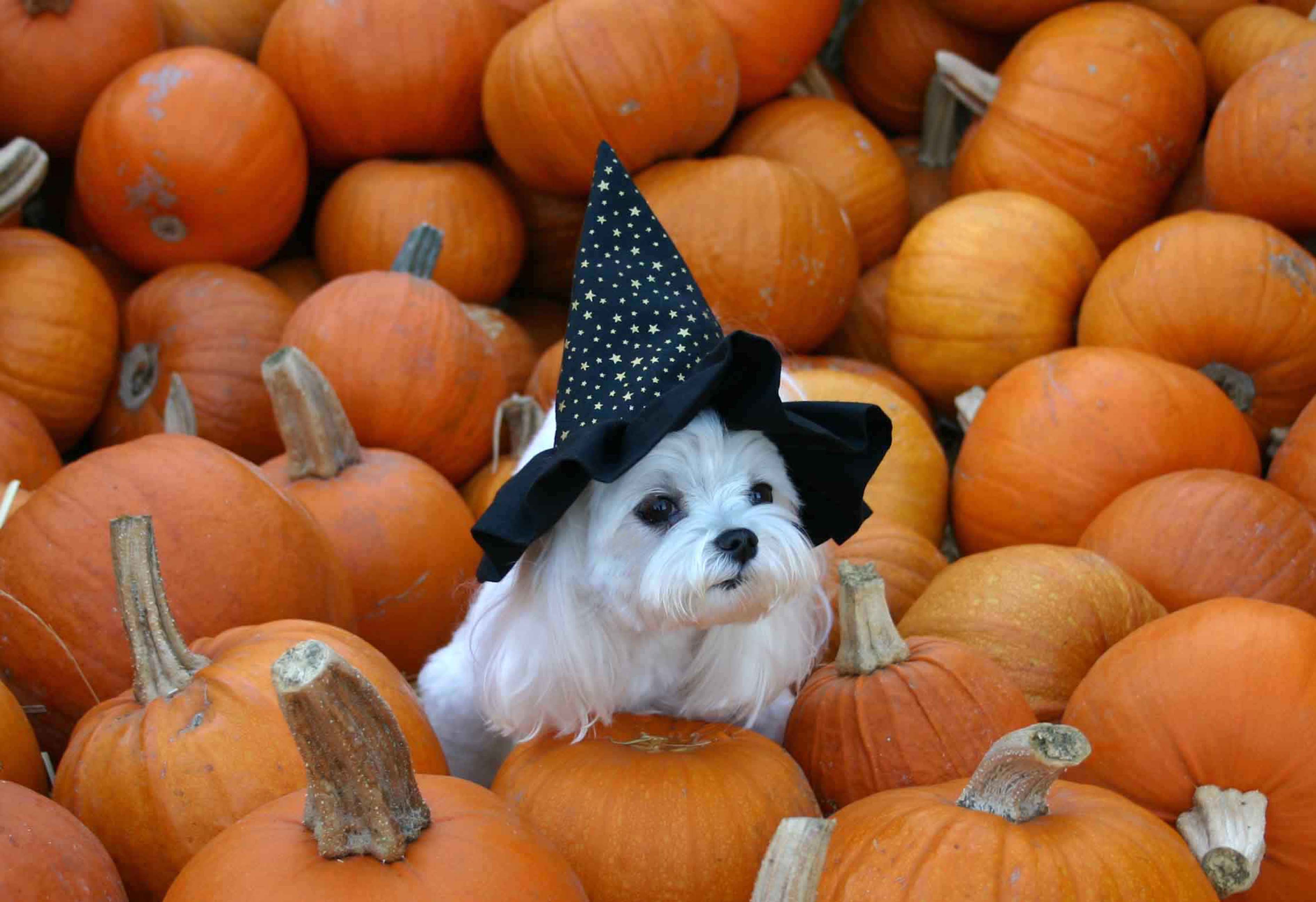 Halloween Dog Background