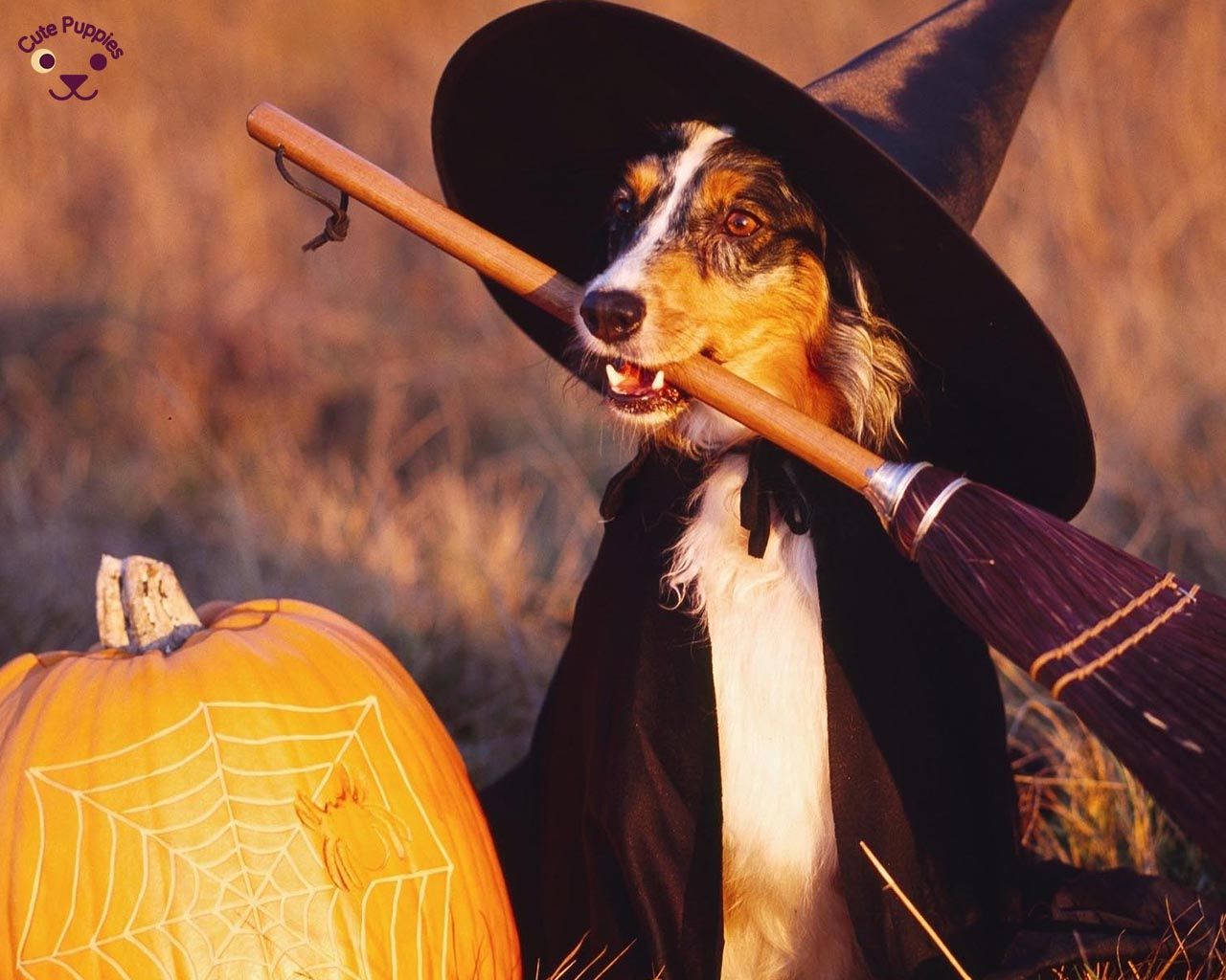 Halloween Dog Background