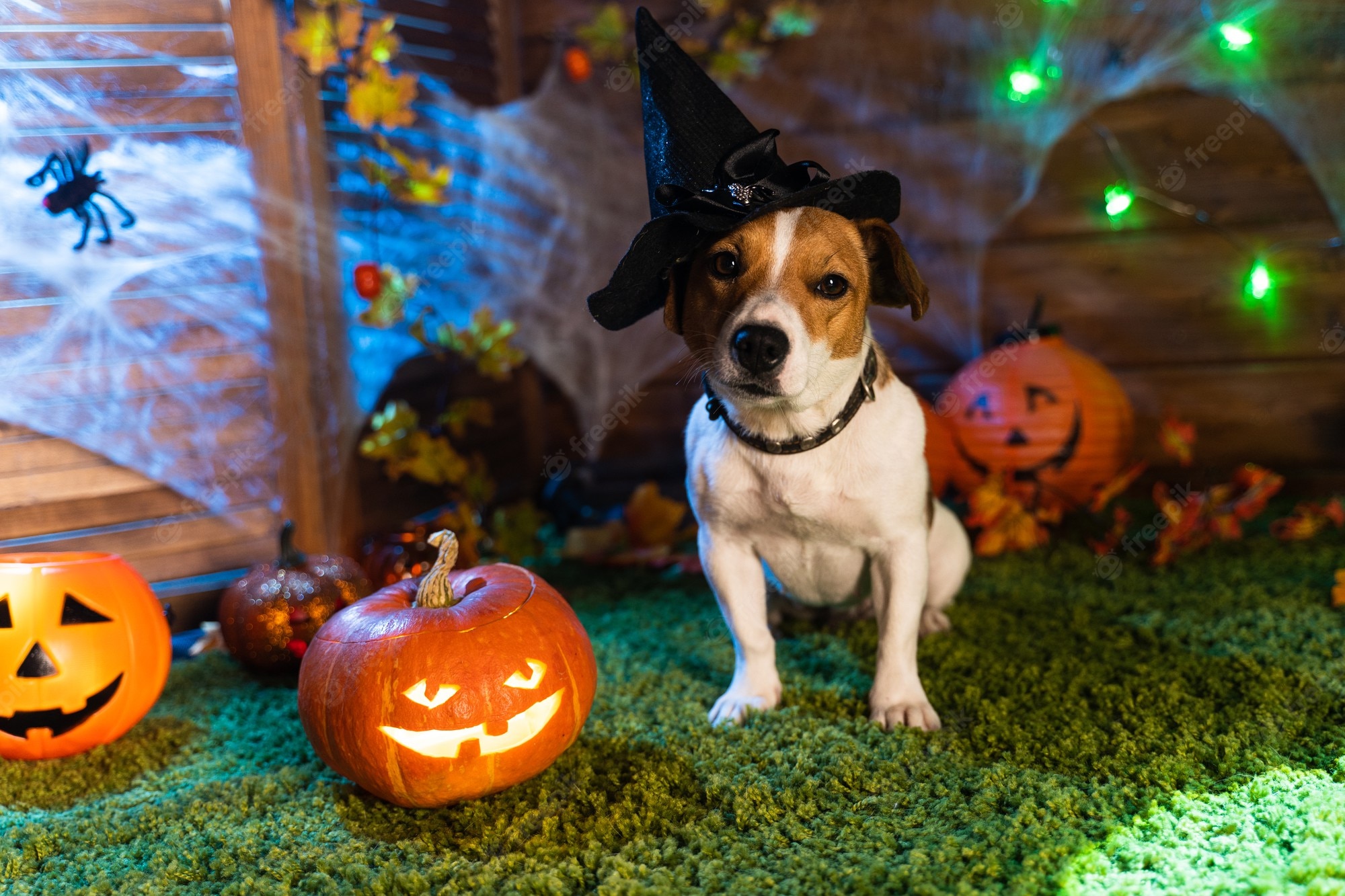 Halloween Dog Background