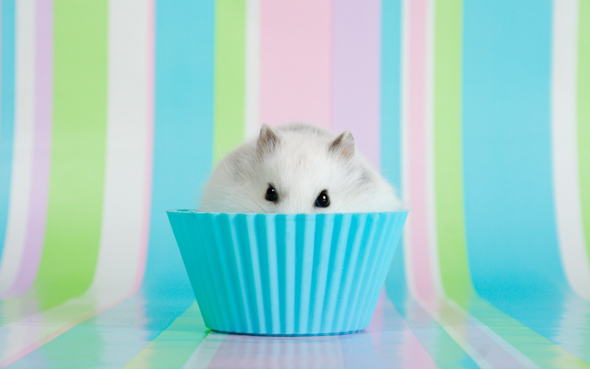 Hamster Background