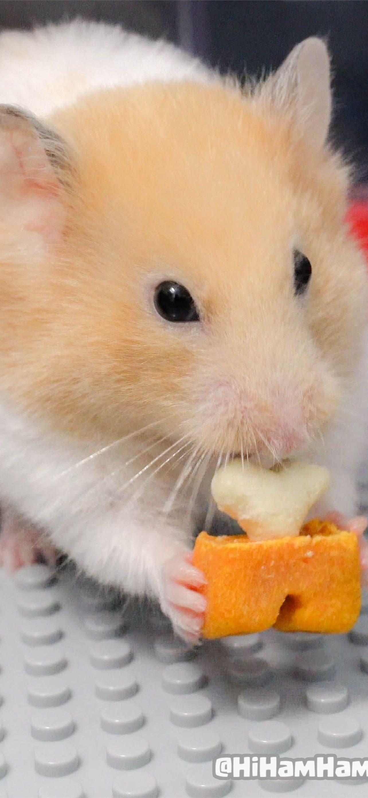 Hamster Background