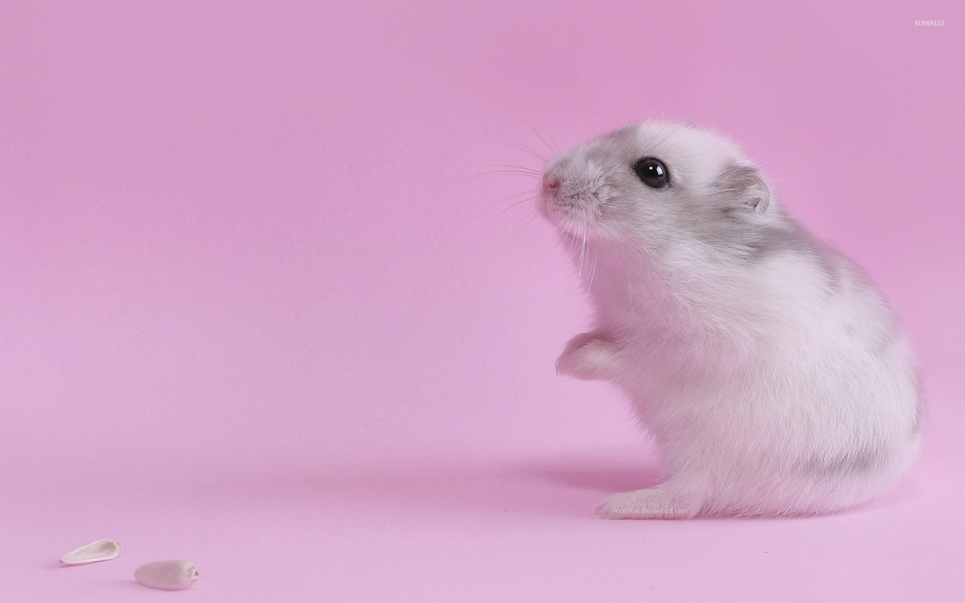 Hamster Background