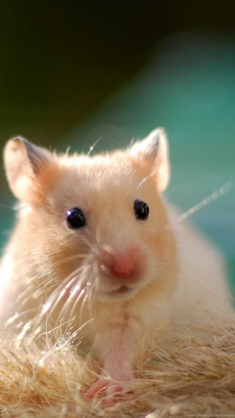 Hamster Background