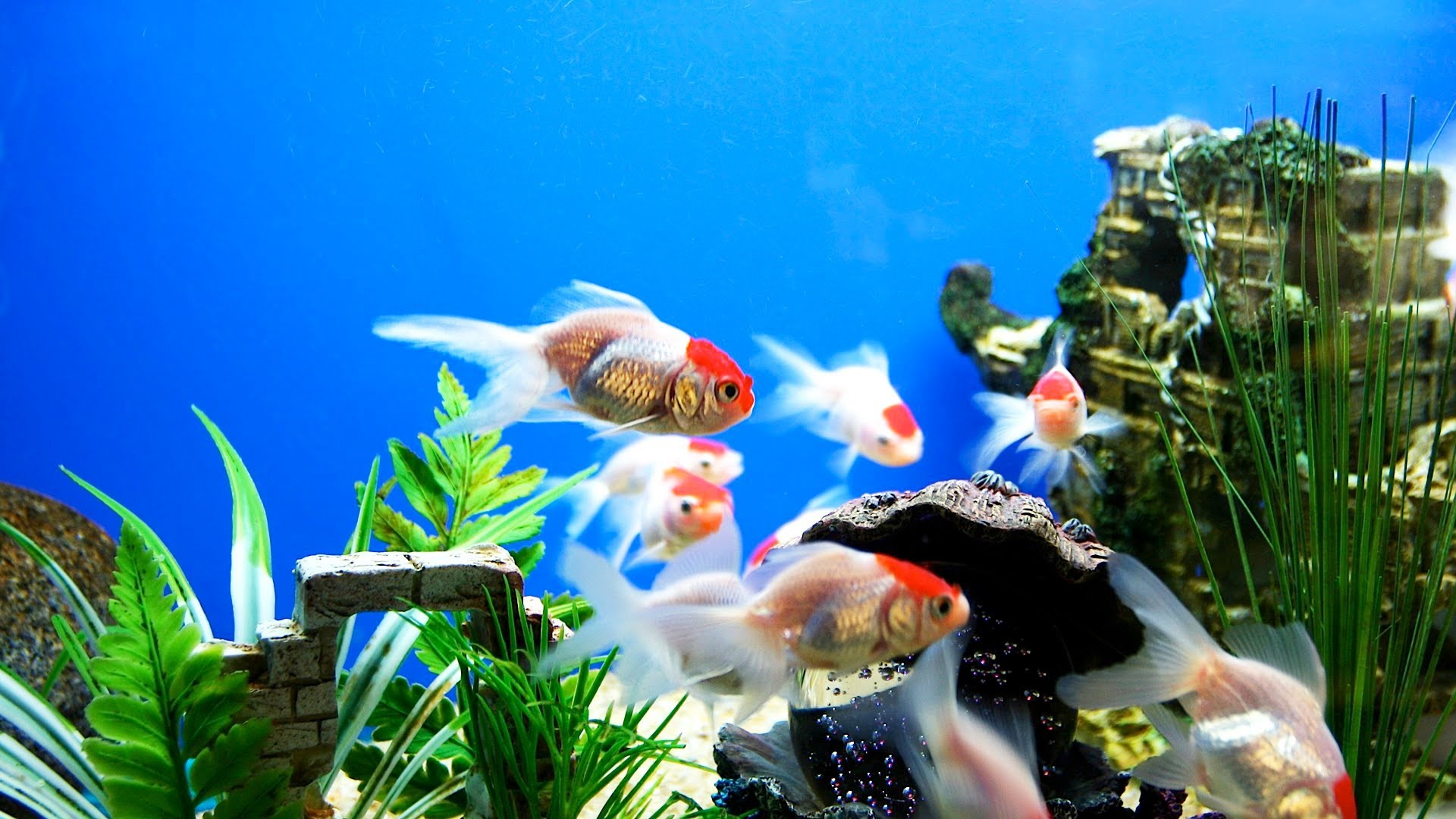 Hd Fish Background