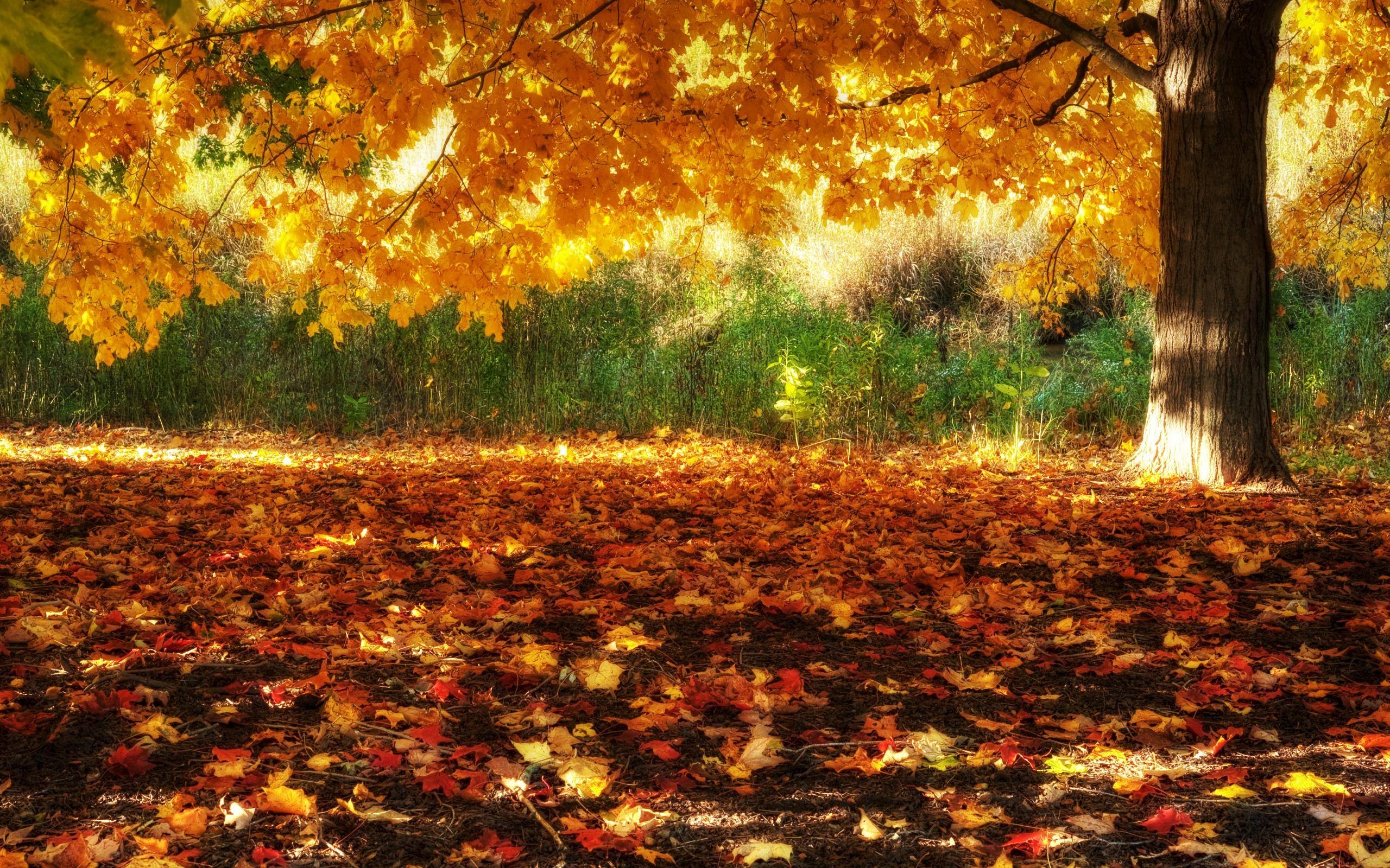 High Resolution Fall Background