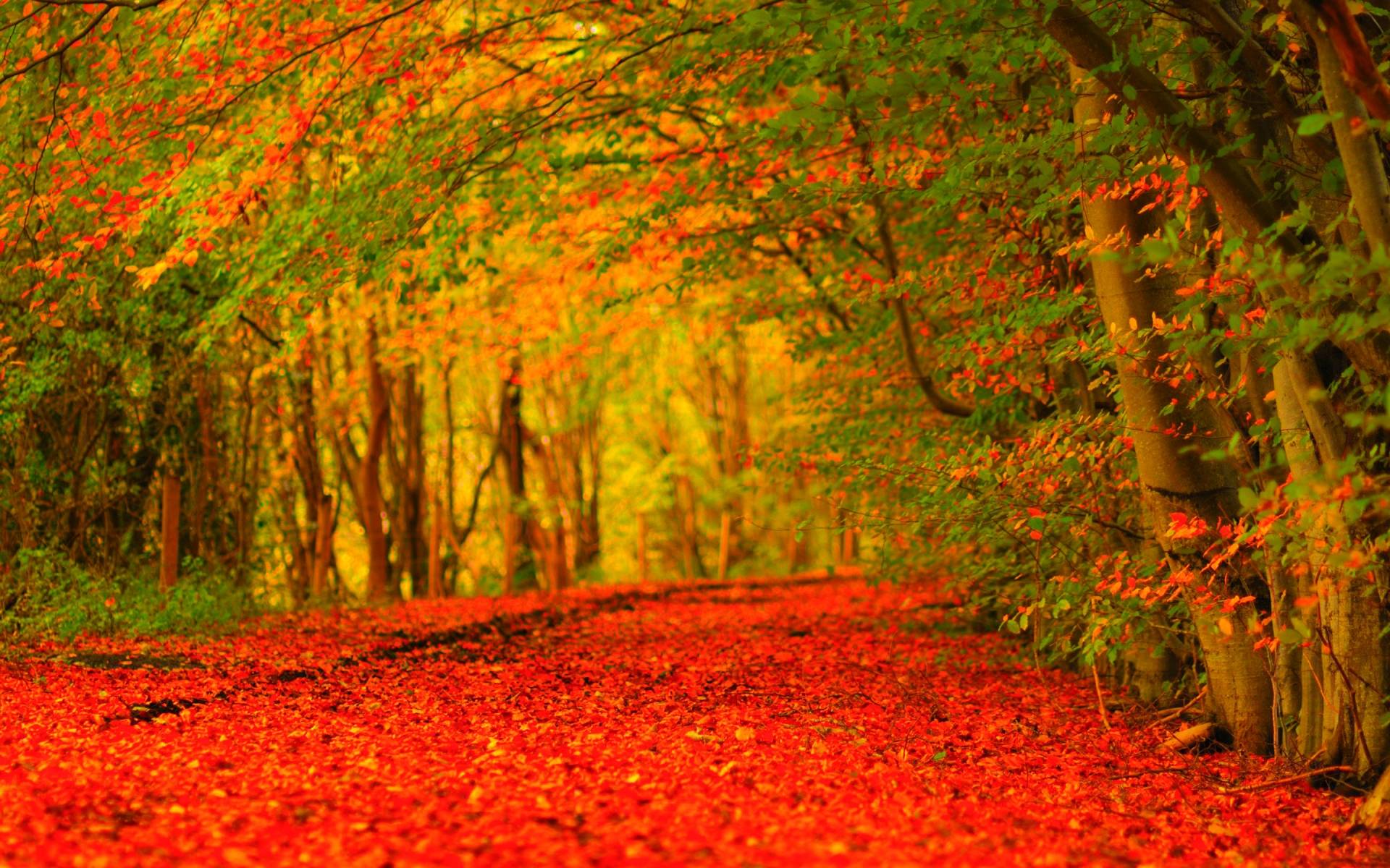 High Resolution Fall Background