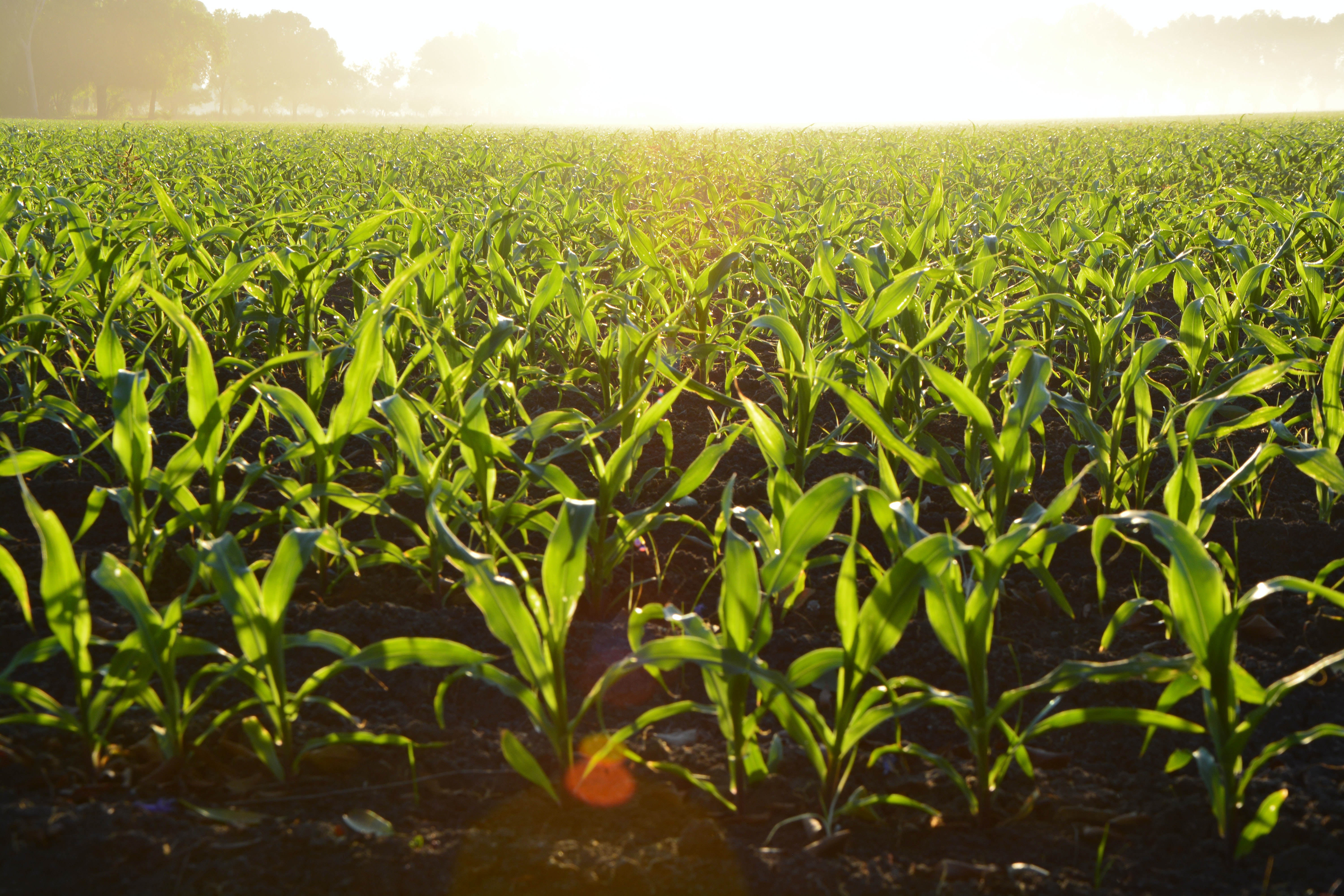 High Resolution Farm Background