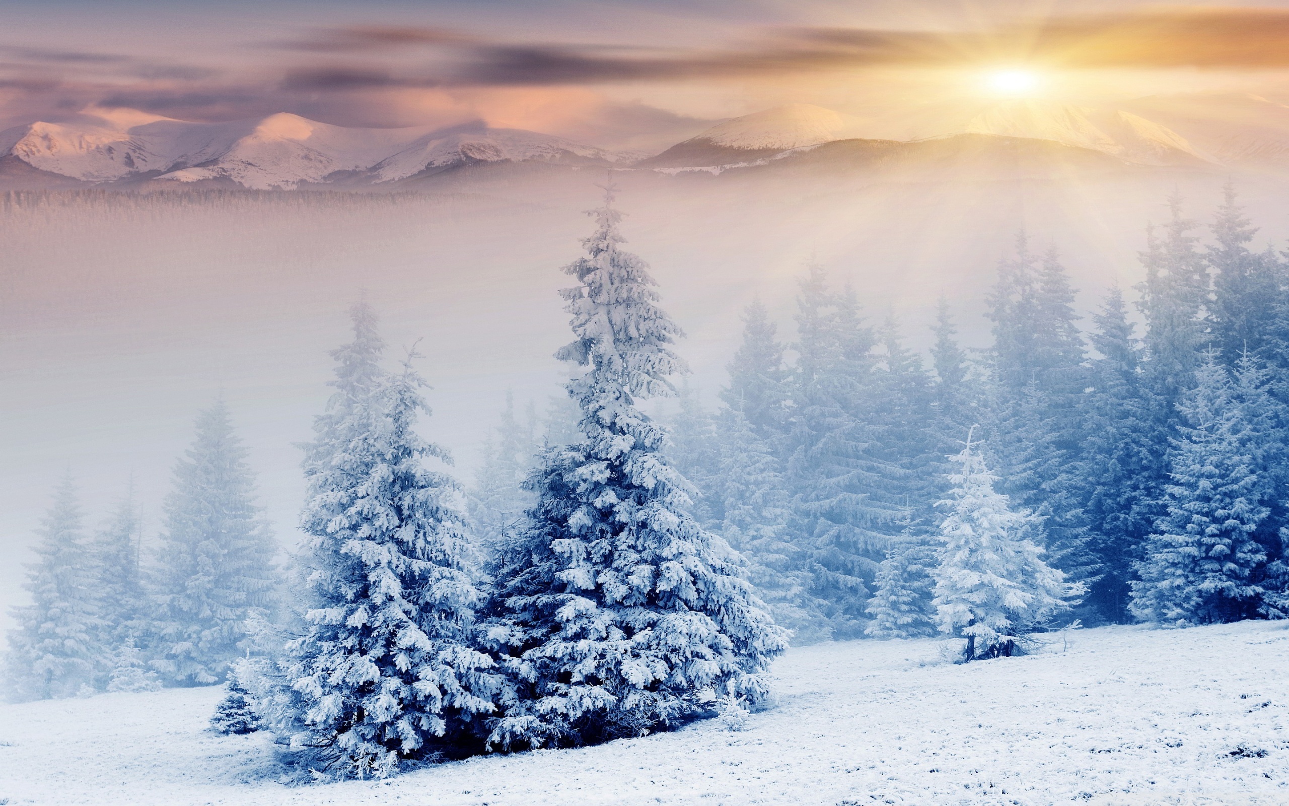 High Resolution Winter Wonderland Background