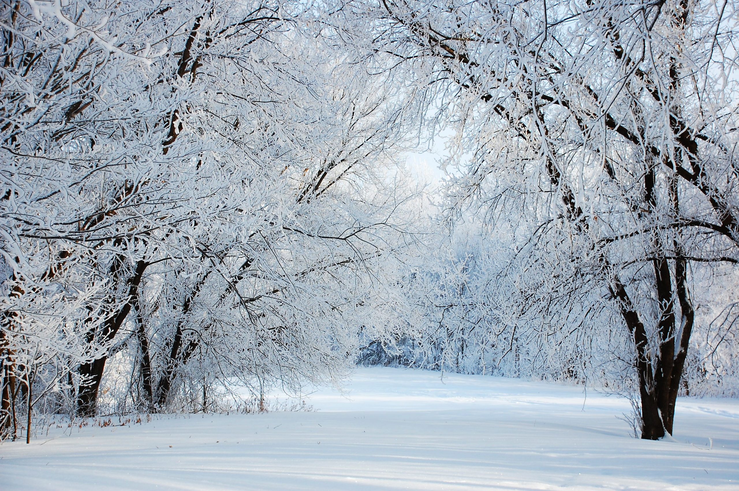 High Resolution Winter Wonderland Background