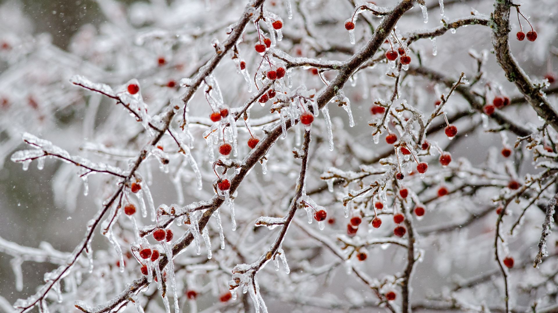 High Resolution Winter Wonderland Background