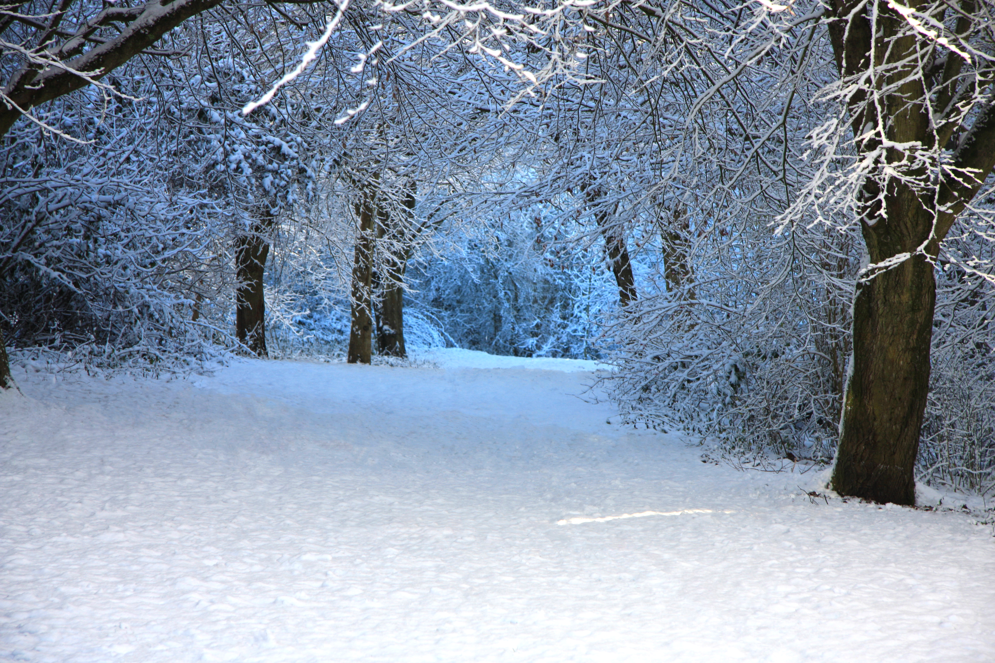 High Resolution Winter Wonderland Background