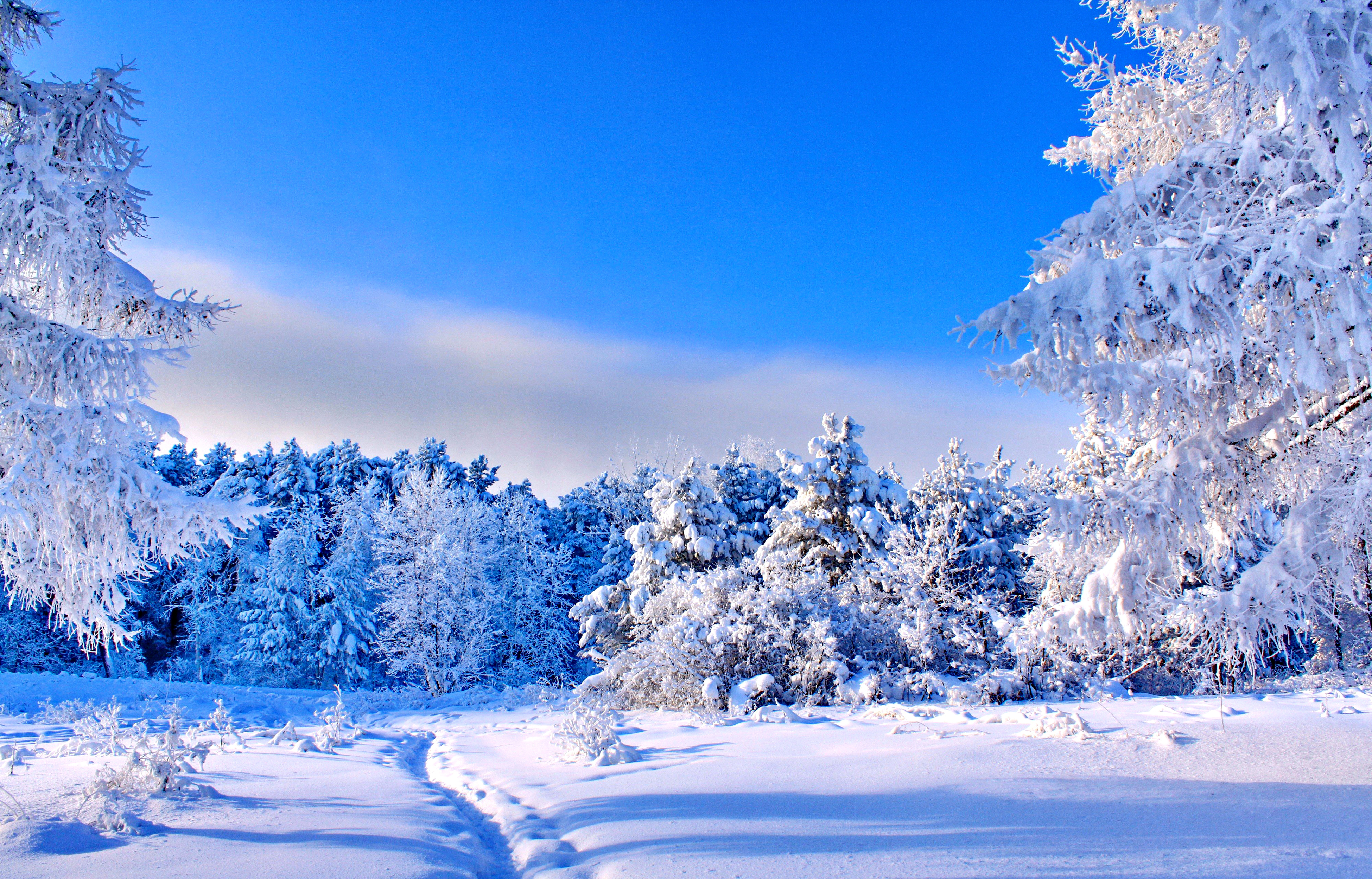 High Resolution Winter Wonderland Background