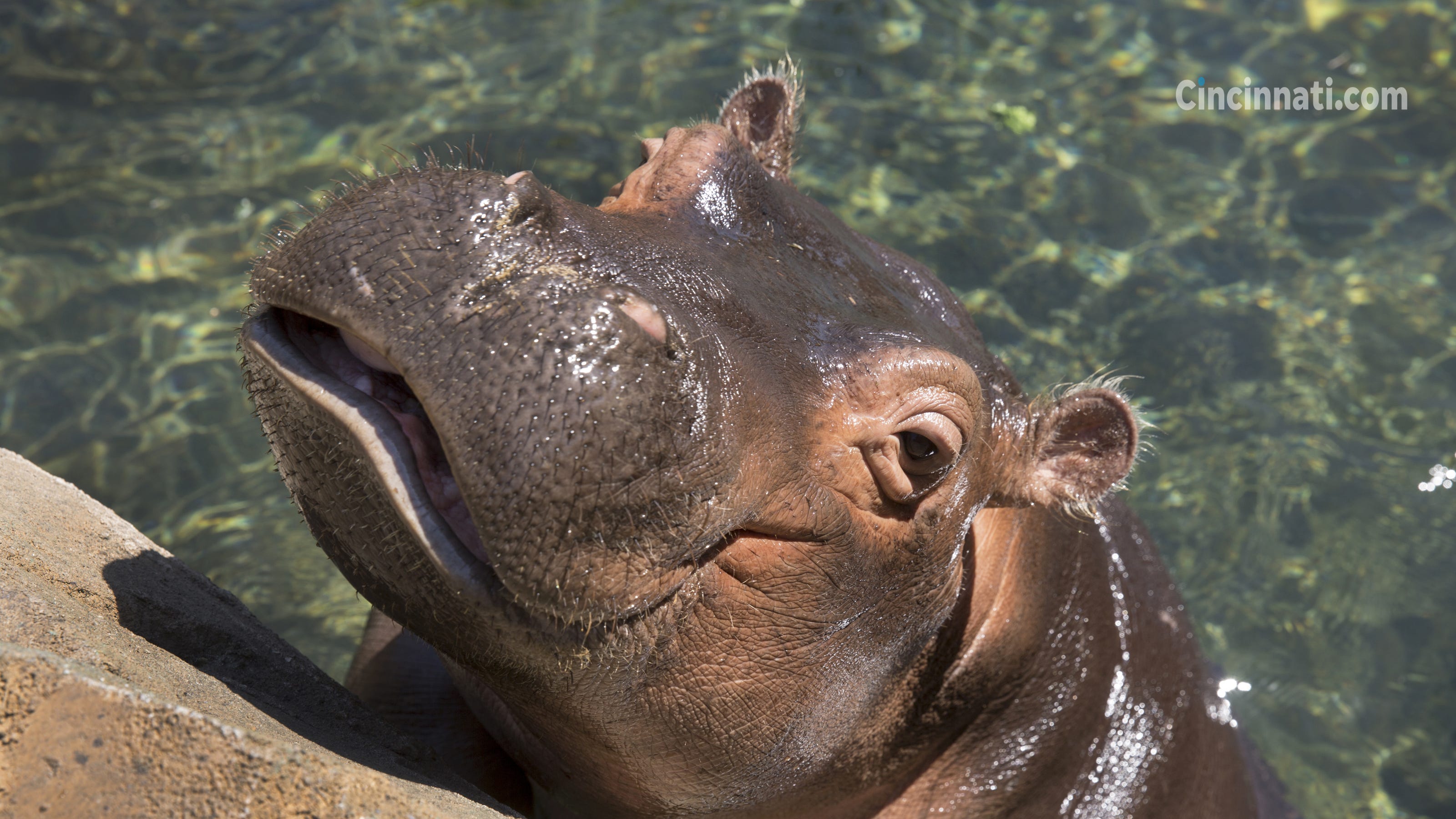 Hippo Background