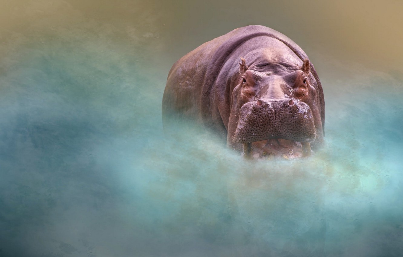 Hippo Background