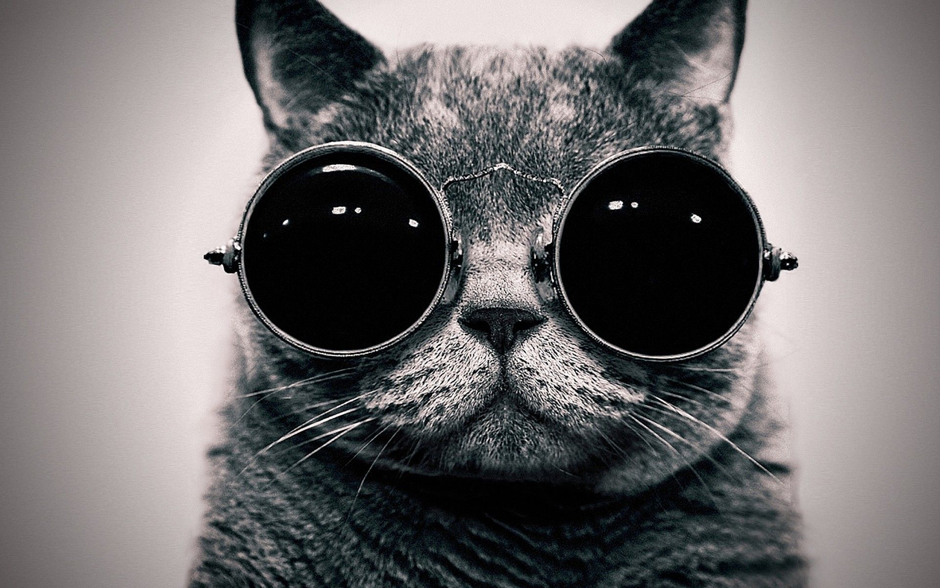 Hipster Cat Background