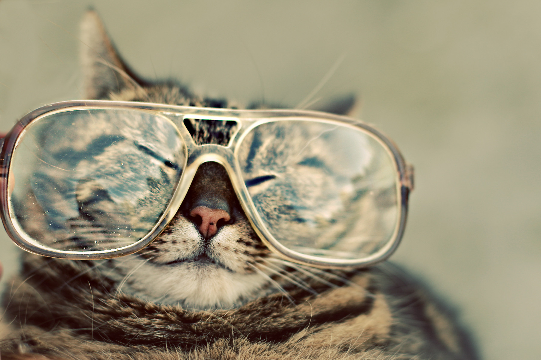 Hipster Cat Background