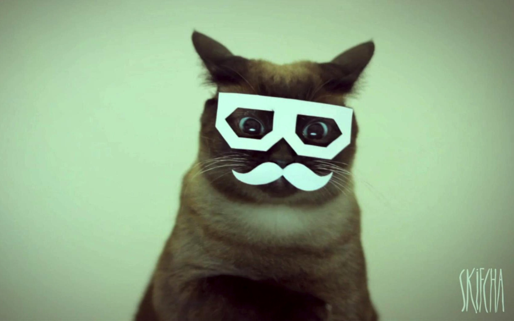 Hipster Cat Background