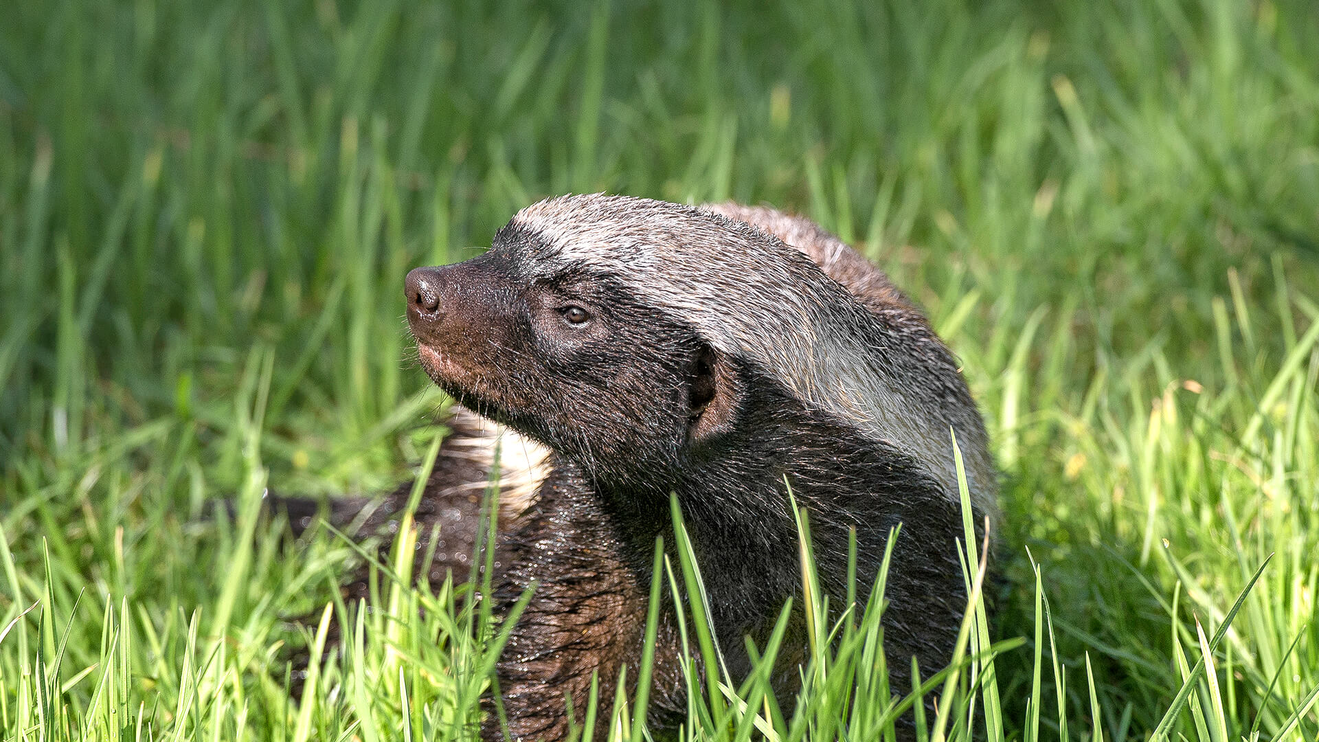 Honey Badger Background