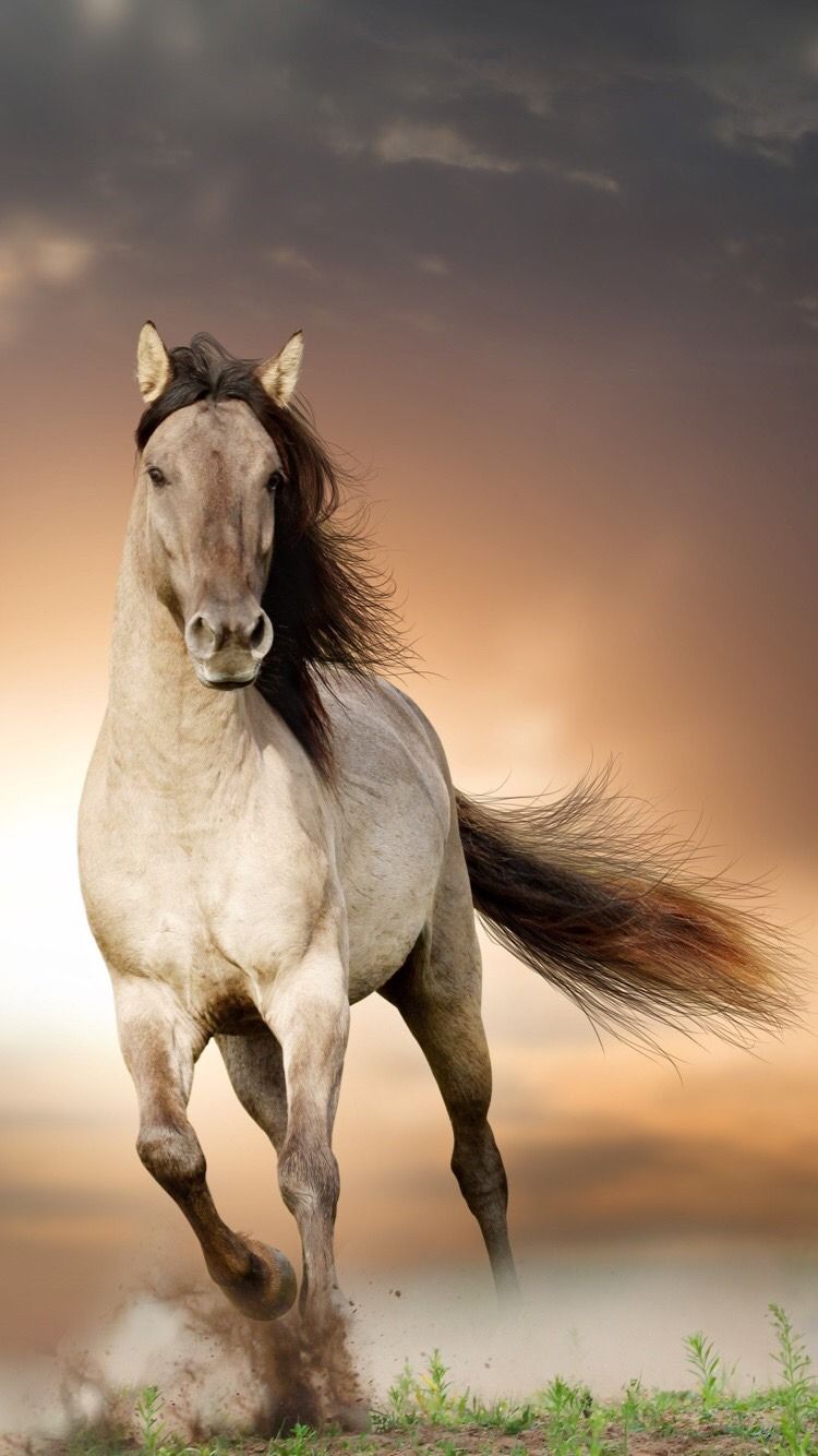 Horse Background