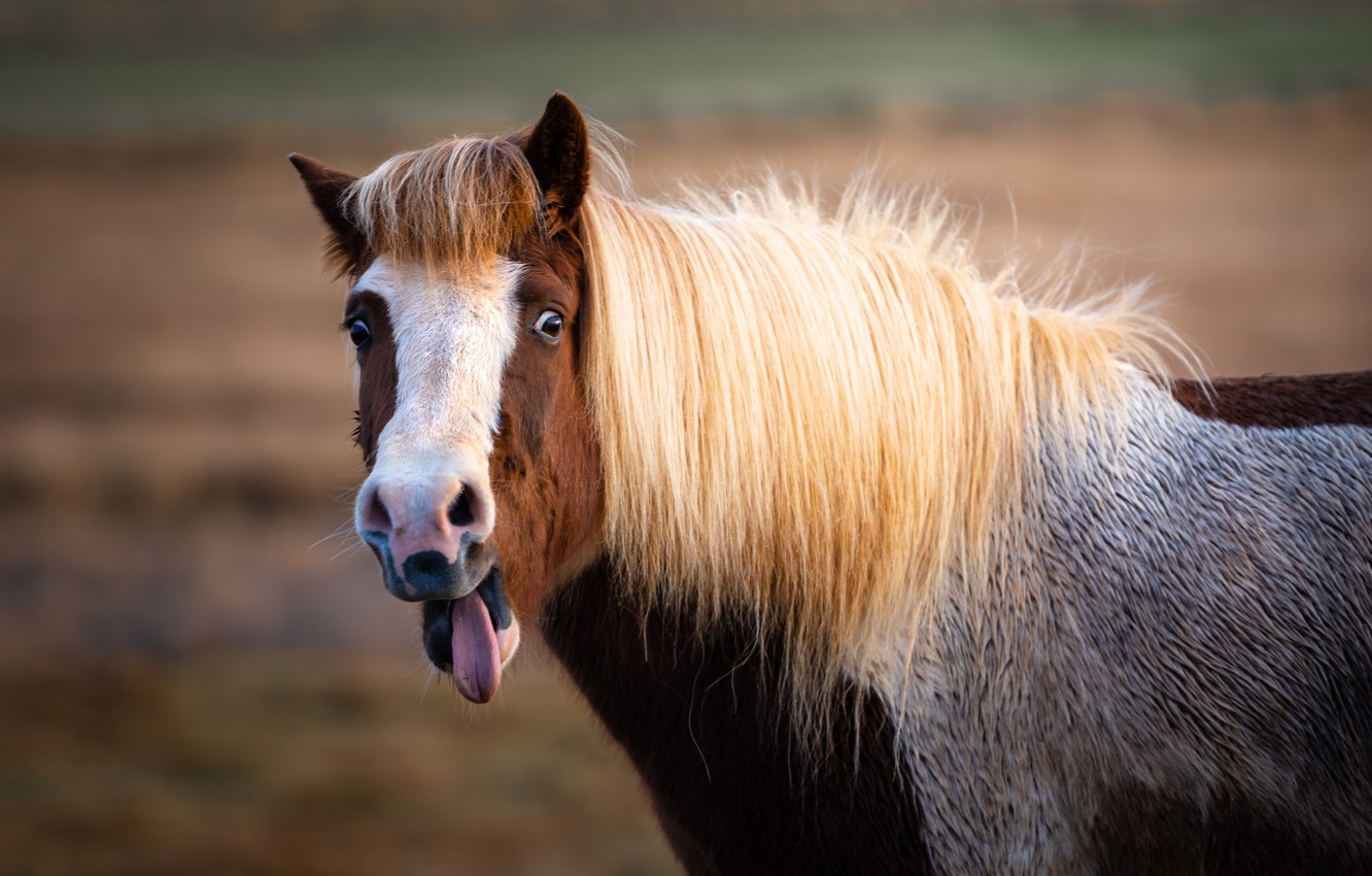 Horse Background