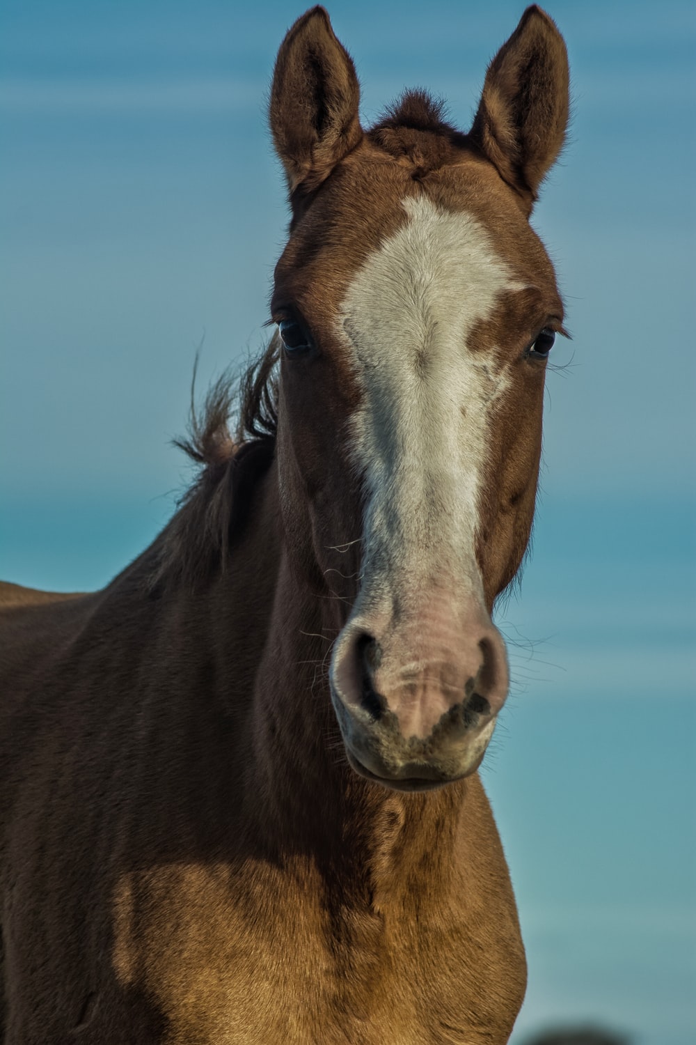 Horse Background