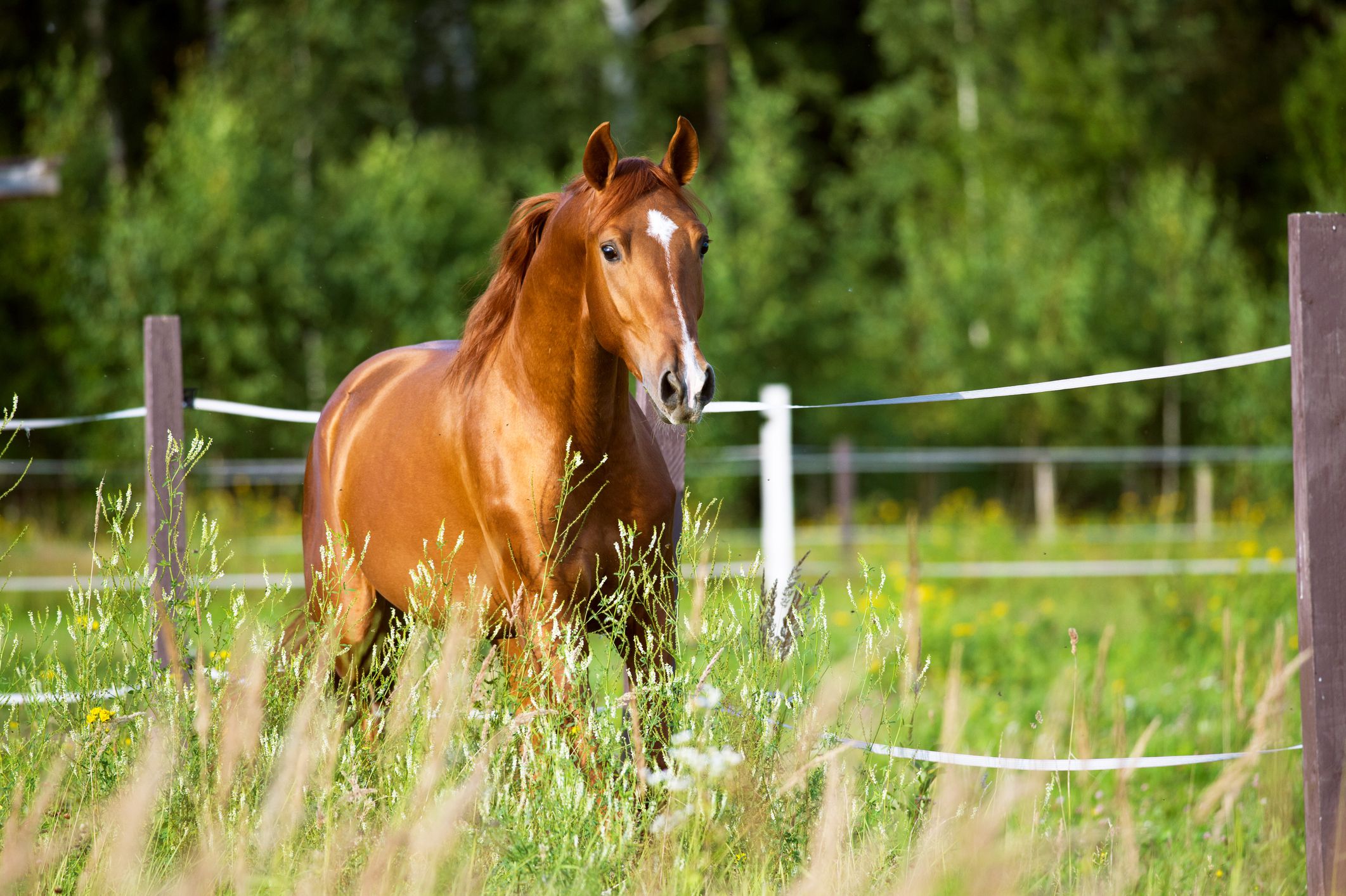 Horse Background