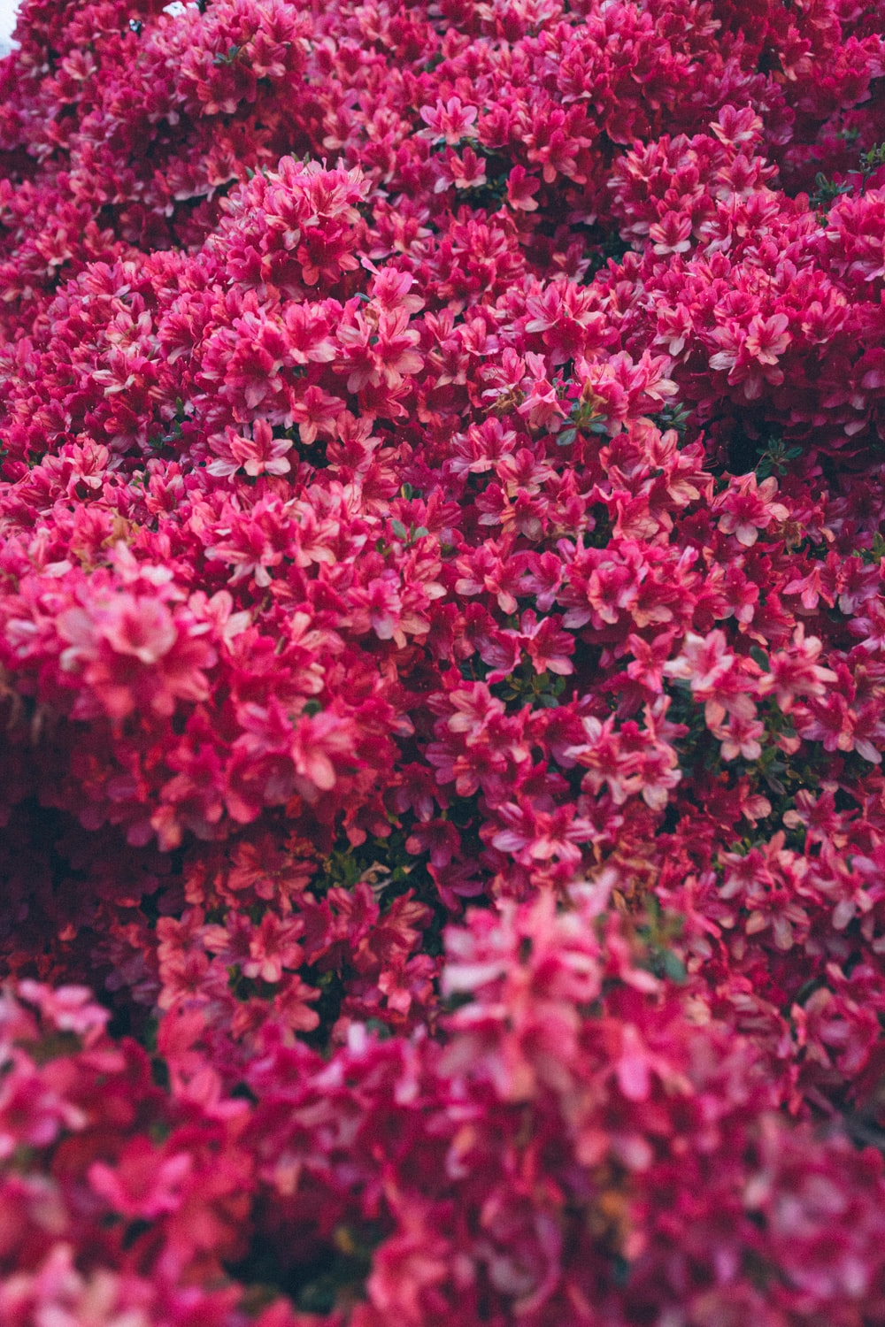 Hot Pink Flower Background