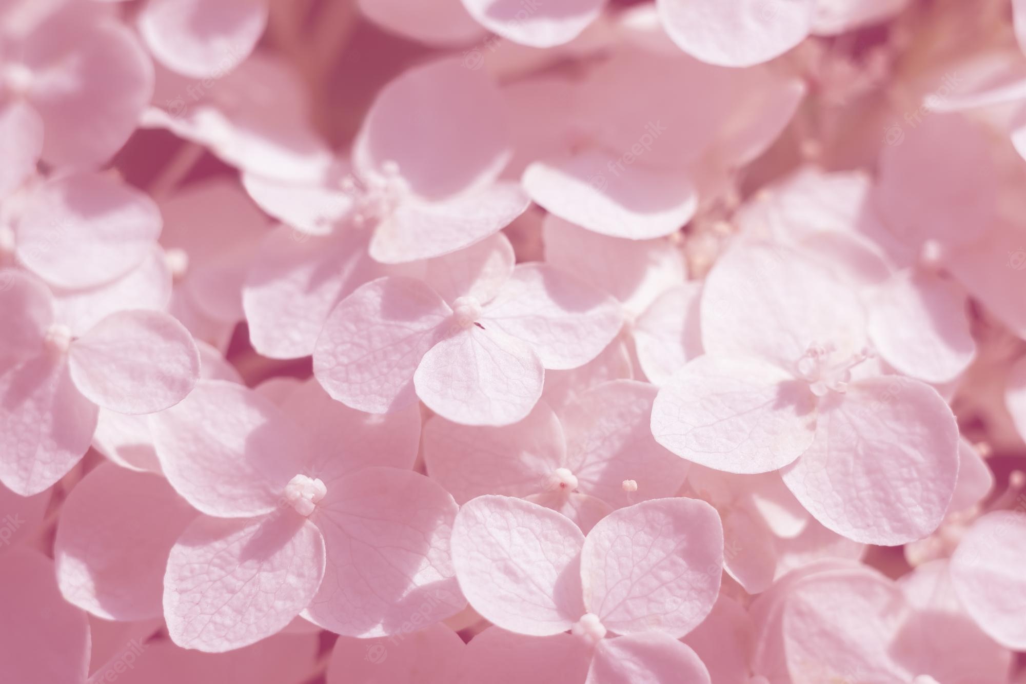 Hot Pink Flower Background