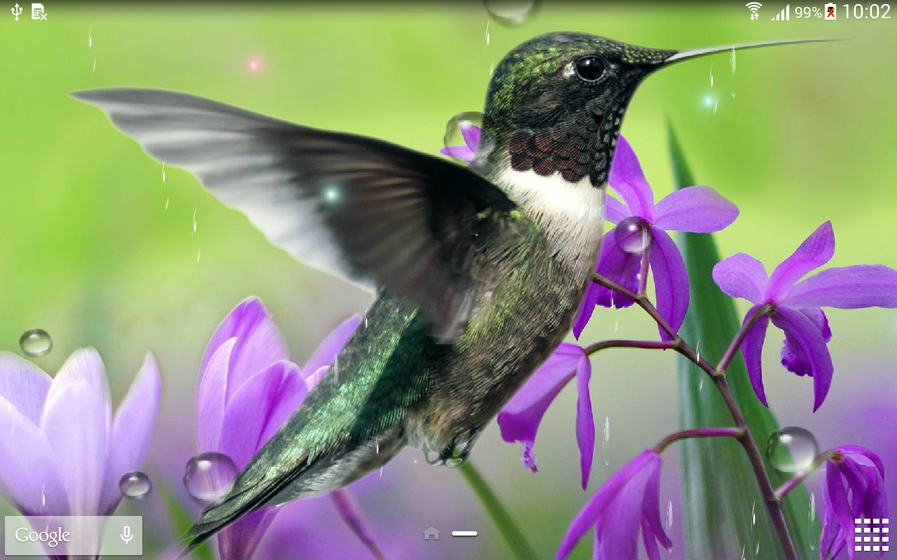 Hummingbird Backgrounds