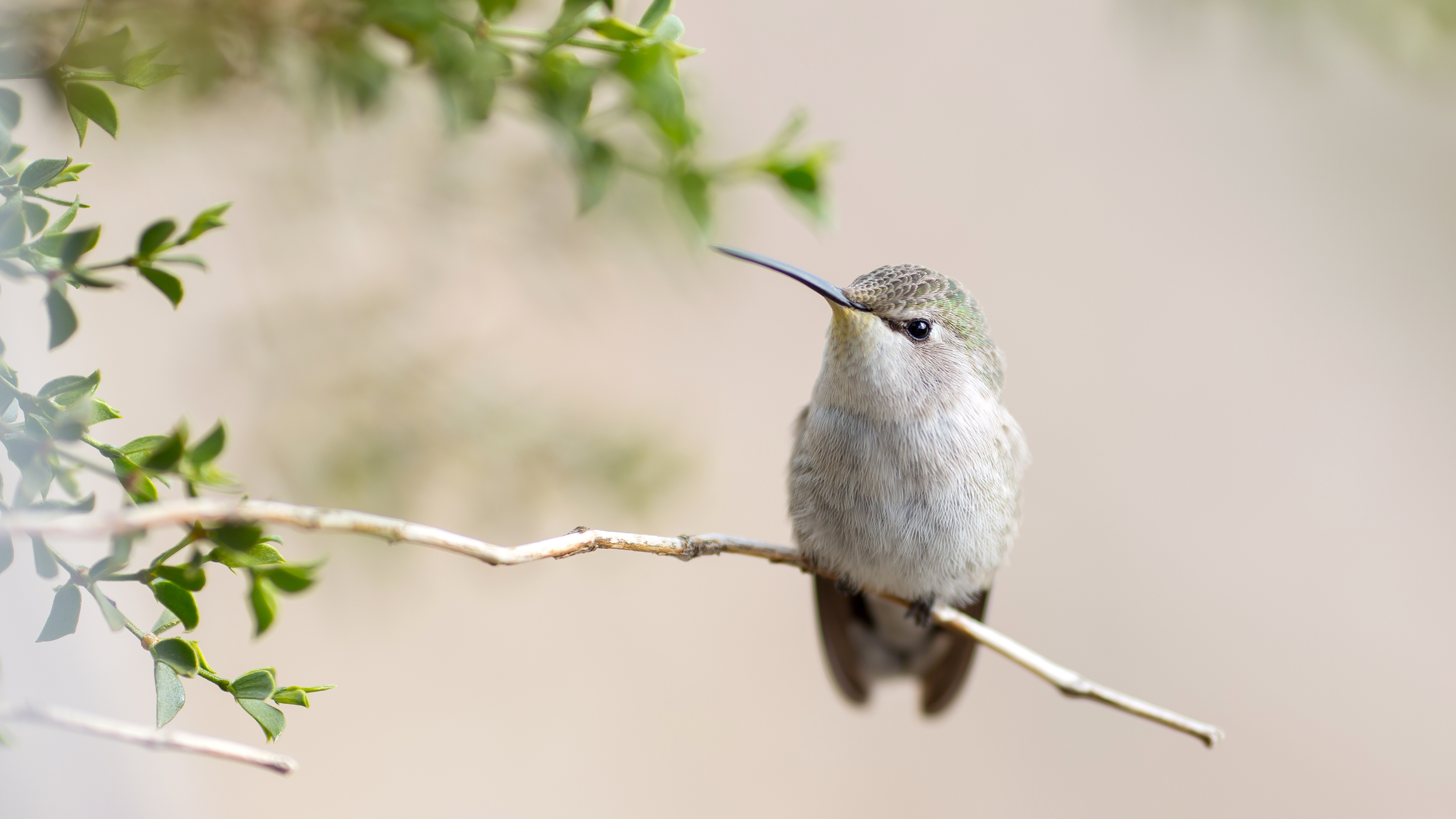 Hummingbird Backgrounds