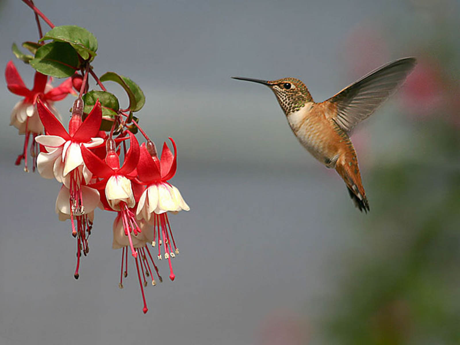 Hummingbird Backgrounds